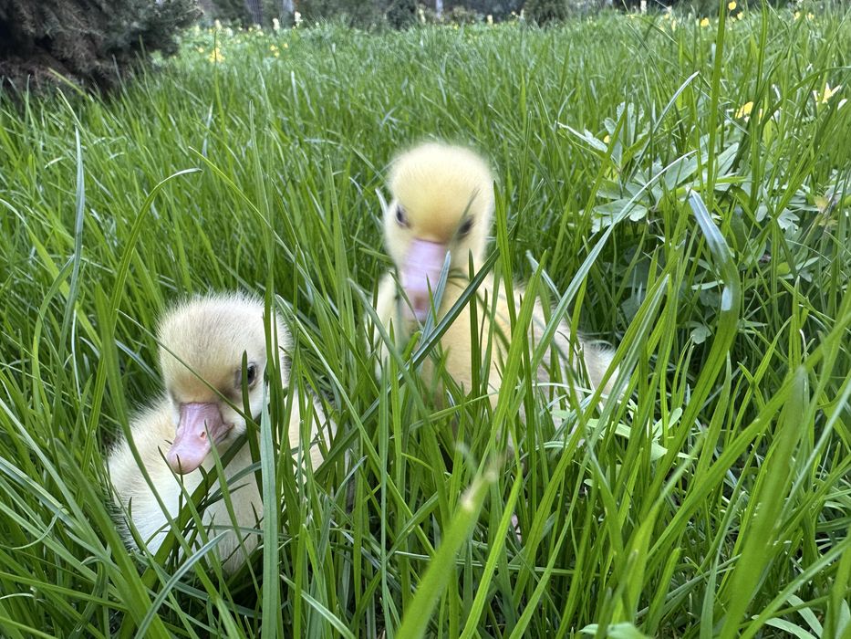 Продам добових гусенят.