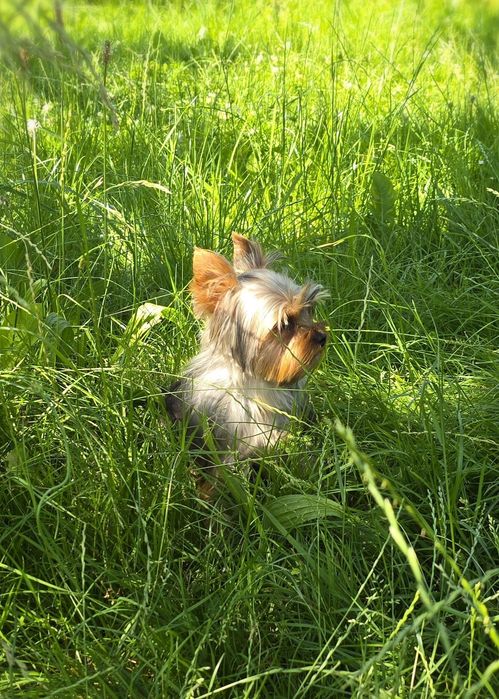 Piesek roczny Yorkshire terrier