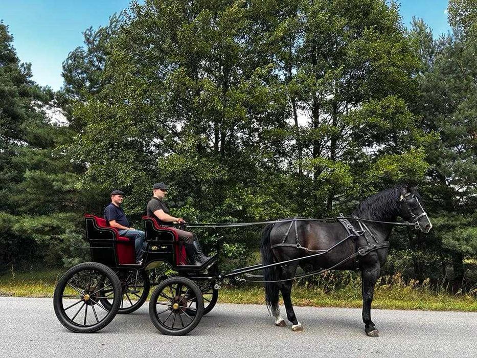 Ogier śląski Rik Stanówka