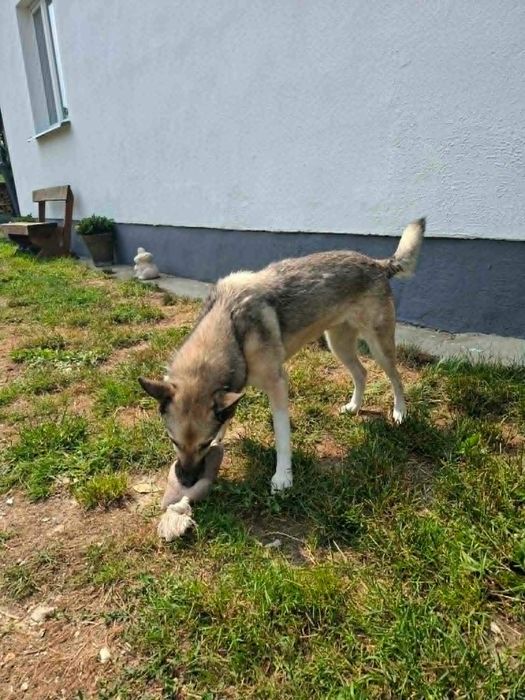 Kora szuka domu!