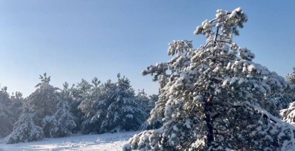 Земельна ділянка в лісі.Від 2 Га! Феневичі !