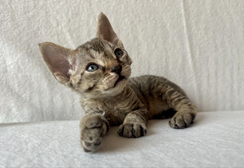 Котик Девон рекс/Devon Rex