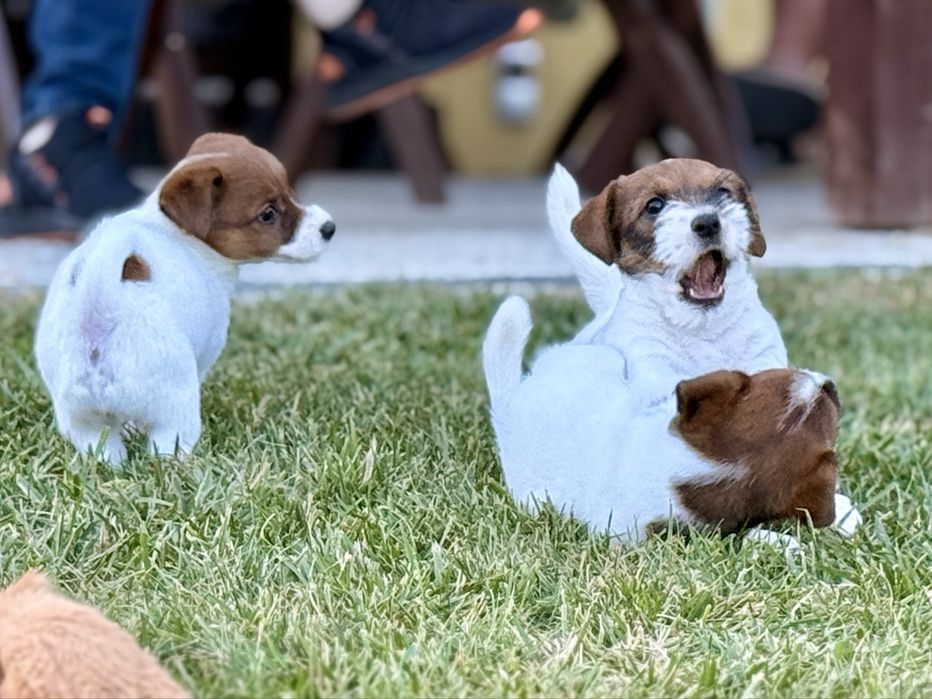 Jack Russell Terrier FCI ZKwP