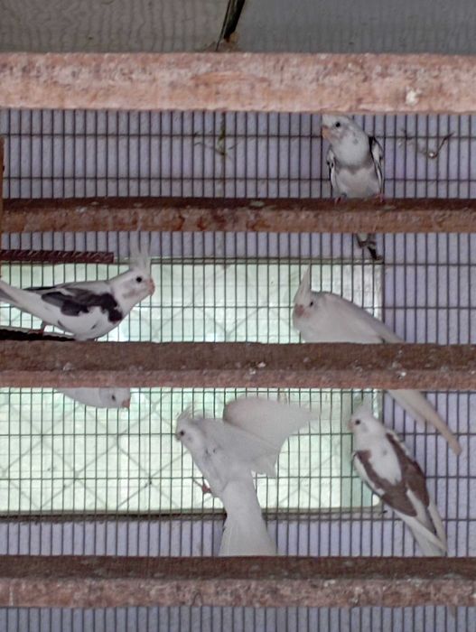 Casal de caturras prontas a criar