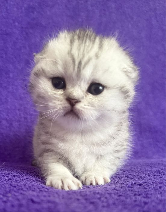 Ідеальна дівчинка скоттіш-фолд (висловуха)