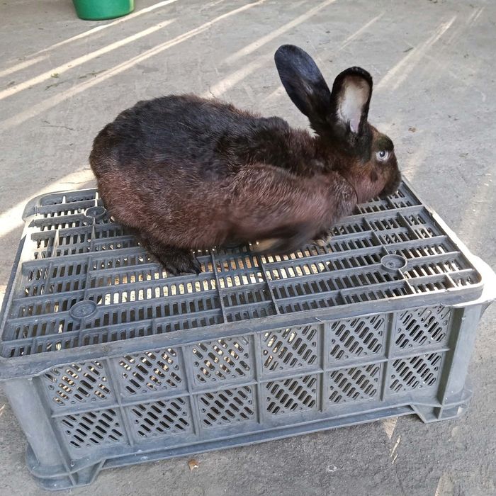Sprzedam króliki cena od 30zł