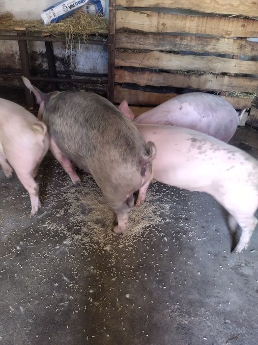 Porcos com cerca 100kg cada 200euros cada