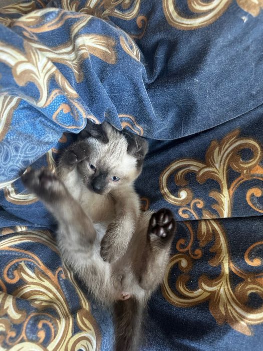 Сіамські котики шукають люблячу родину