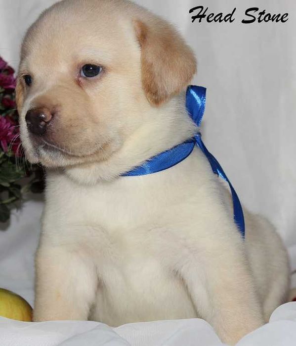 Лабрадор ретривер