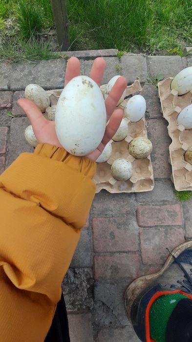 Гусячі яйця Сіра велика
