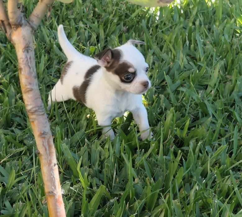Fêmea Chihuahua mini