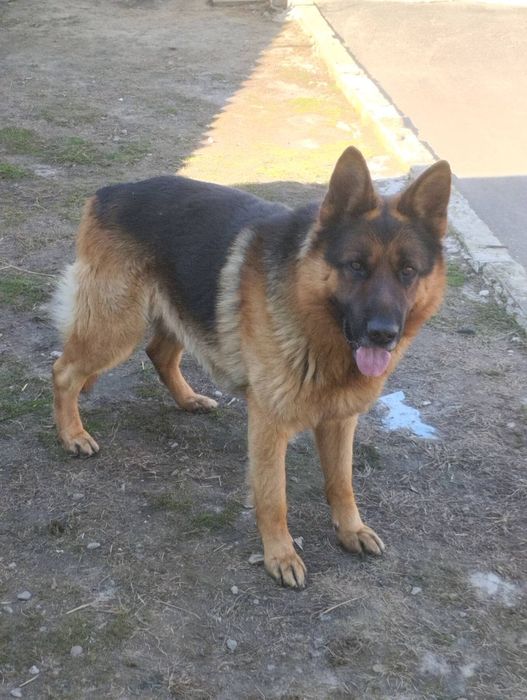 В'язка німецької вівчарки!!!