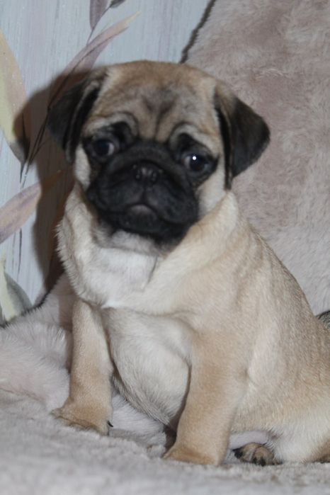 Бомбезні мопсики