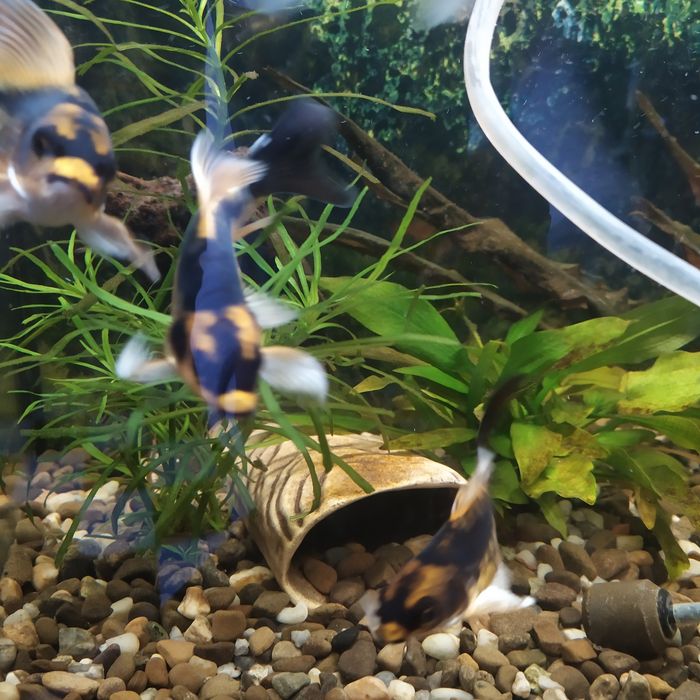 Коі декоративні, 3 шт