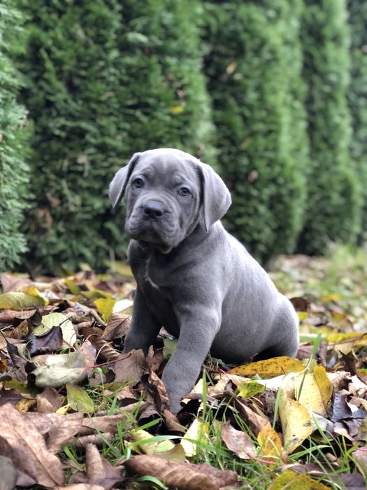 Cane corso Italiano-щеночки