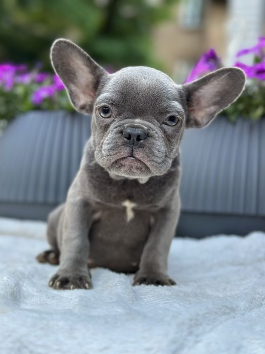 Щенки французского бульдога