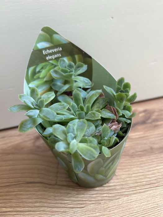 Kwiat w doniczce sukulent