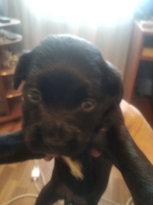 Продам щенков кокер спаніель американец 1,5 месяца девочки цена 5000