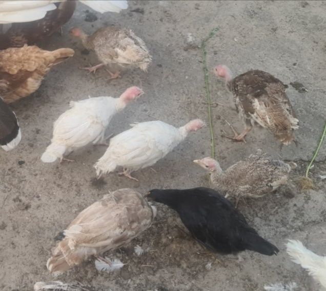 Продам домашніх індичат