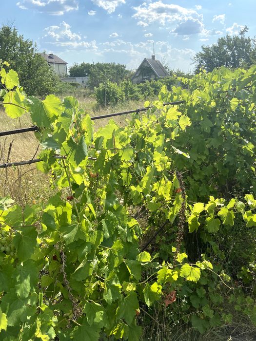 Дача, земельна ділянка, Володимирівське, Запорізька область