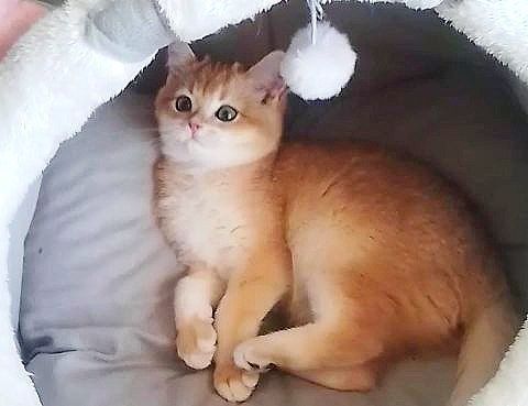 Золота , британська шиншилла, чарівна малишка