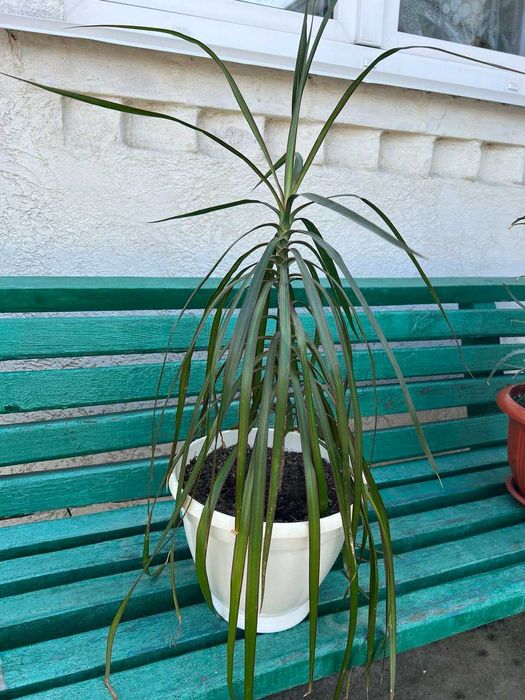 Вазон Драцена 50 см