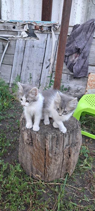 Віддам в добрі руки