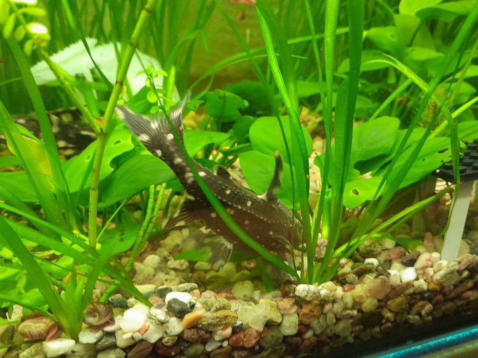 Анубіас нана - для акваріума