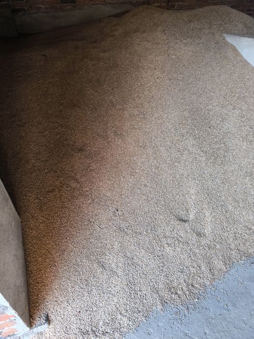 Pszenżyto ozime Tadeus