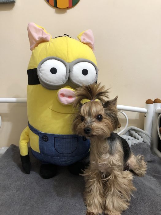 Миньон огромный