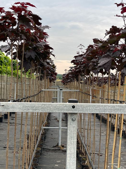 Klon Kulisty Czerwony Royal Red 160-180 cm 180 zł