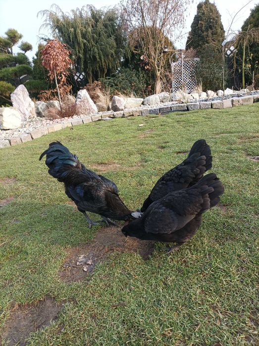 para kur  Ayam Cemani