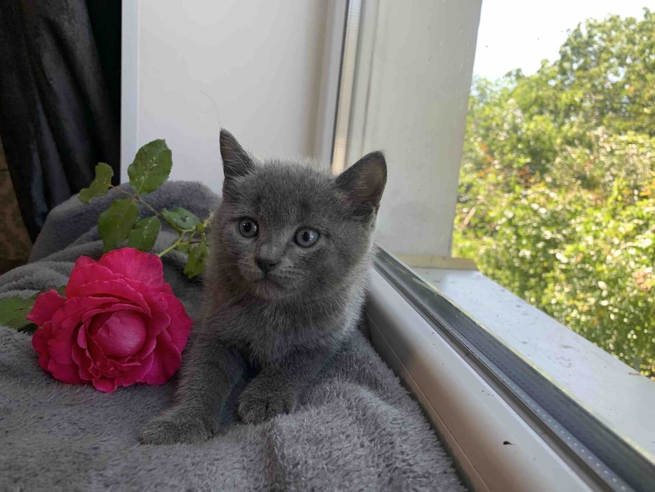 Продаю Британських  кошенят
