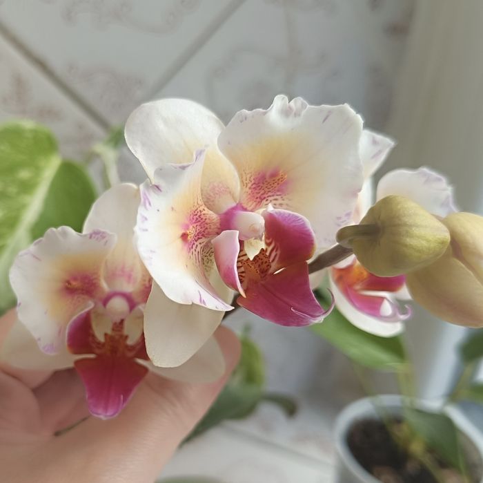 Орхидея фаленопсис (бабочка) Phal. Little Gem Stripes