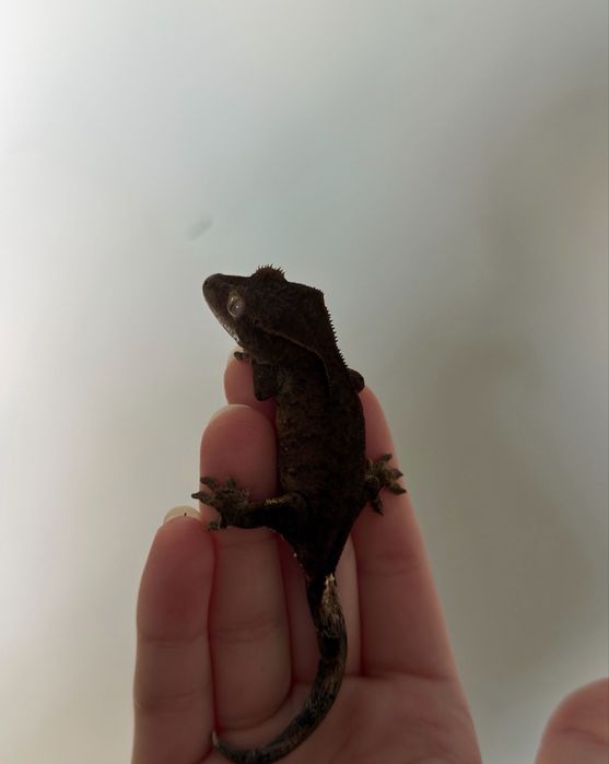 Gekon orzęsiony samiec charcoal