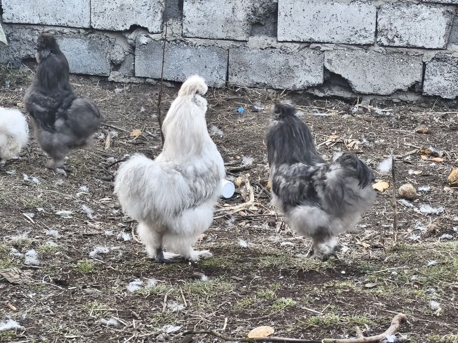 Sprzedam koguty silki