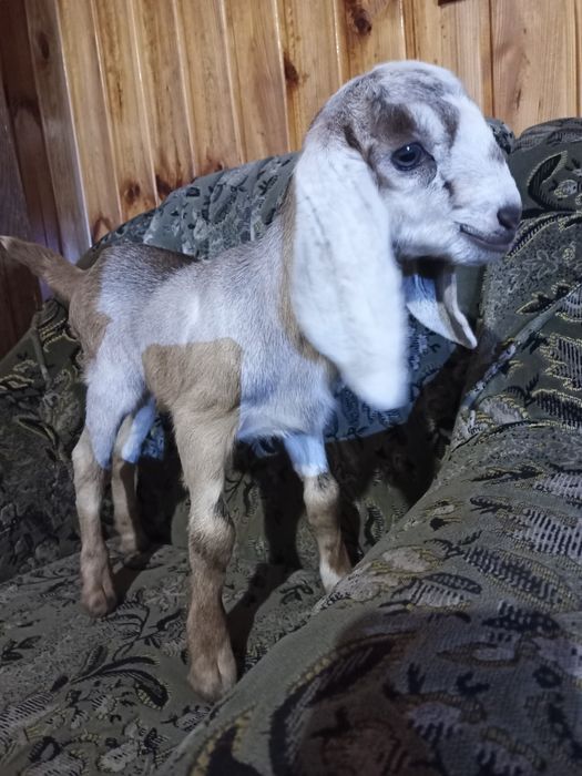 Коза нубо каморі 40 %