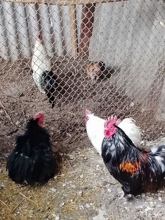 Продам карликових півників