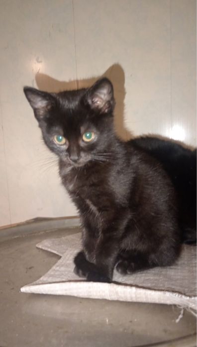 Крысаловы универсалы черной масти .