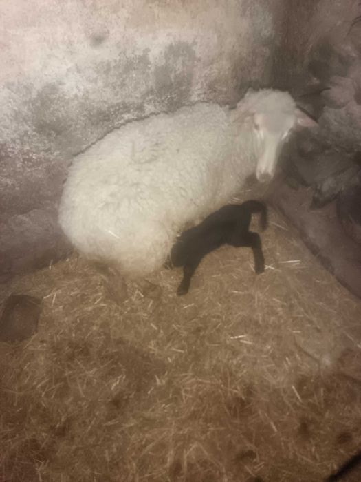 Ovelha parida com fêmea