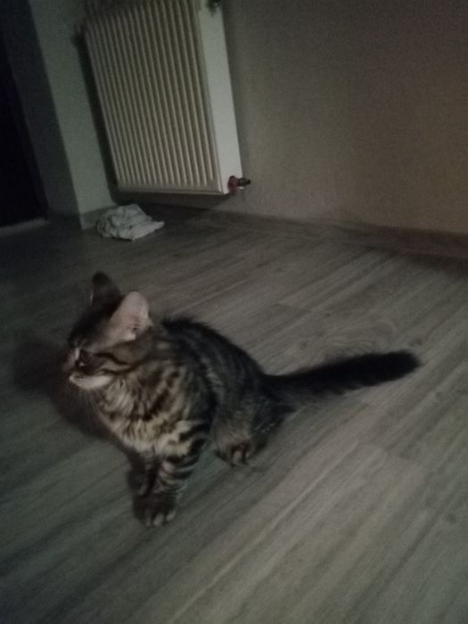 Kocurek Syberyjski Ciemno brązowy pręgowany