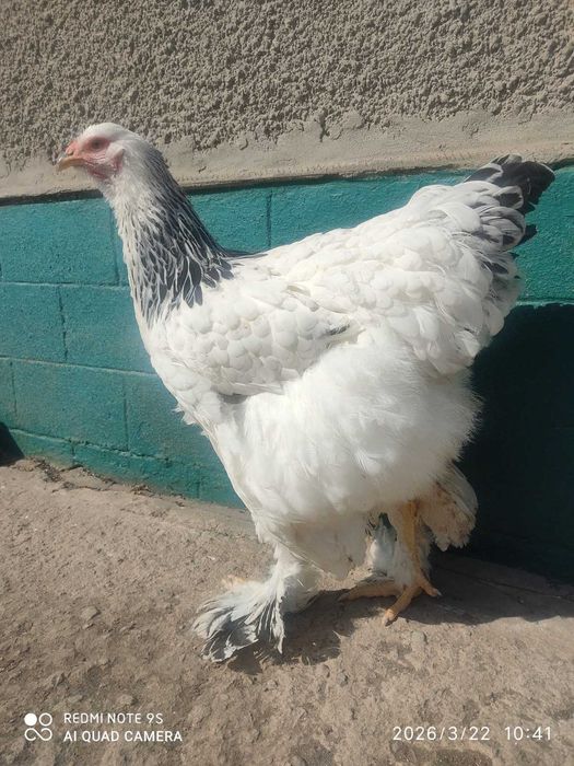 Продам кури Брама Світла, сім'я