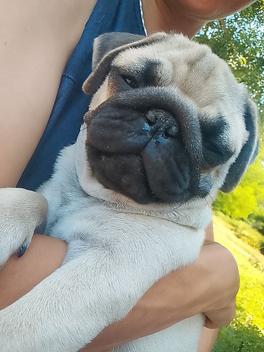 Mops  piesek 4-mies.