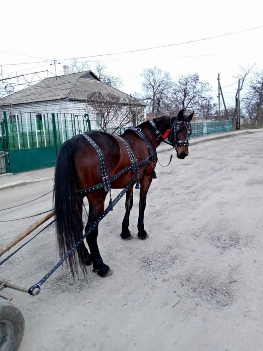 Упряж прикрашена,виїздна, шлея і наритник в закльопках