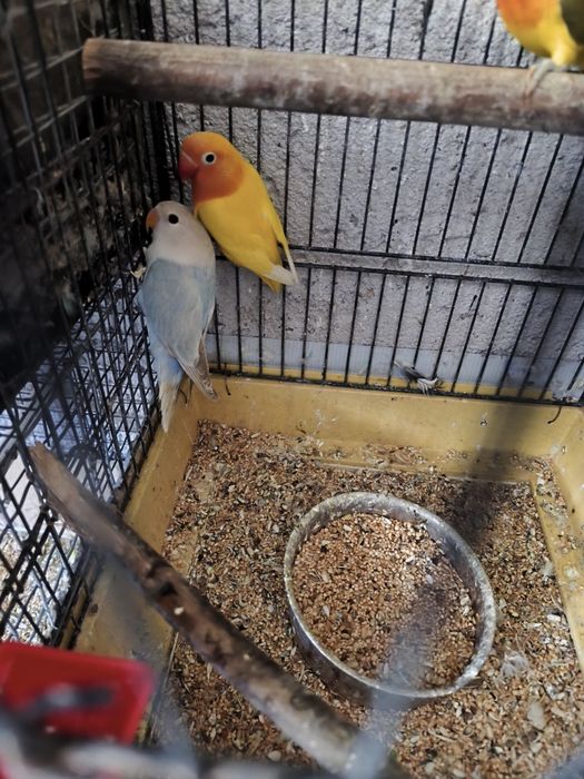 Vários tipos de aves