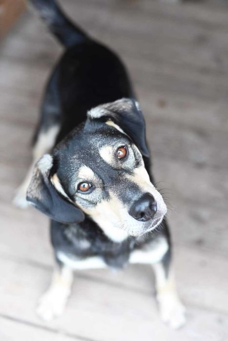 Guffi- mlody pies do adopcji