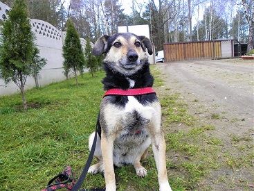 suczka w schronisku w lututowie aktualne