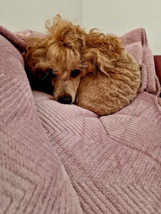 FCI Pudel toy/ miniatura RED Dorosły pudel samiec z upr..