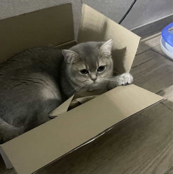 Кошенята британська золота та блакитна шиншила