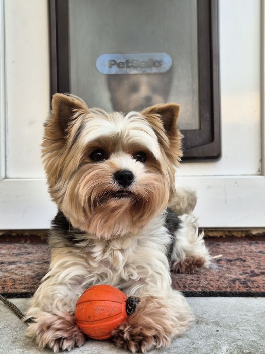 Дівчинка бівер Йорка. Тільки в найкращі руки. Йорк.